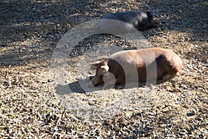 Iberian pig lying on the ground in the sun under the holm oaks in the Dehesa or countryside. Concept of Iberian ham and nutrition
