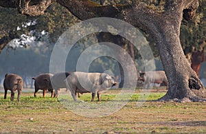 Iberian pig in the meadow