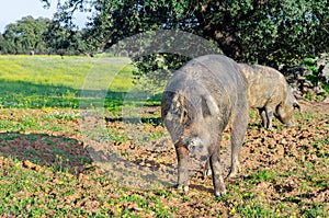 Iberian pig in the meadow of Extremadura