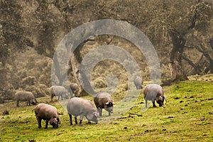 Iberian pig in the meadow photo