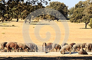 Iberian pigs near Aldea del Obispo, Spain photo