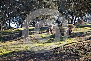 Iberian pigs eating in Dehesa or field with rays of light behind the cork oak tree