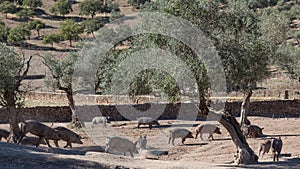 Iberian pigs grazing among the holm oaks in the countryside of Spain