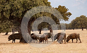 Iberian pigs grazing among the oaks