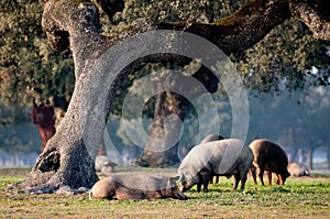 Iberian pigs grazing among the oaks photo