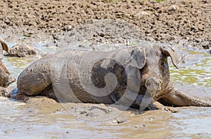 Iberian pigs herd pata negra laying in the mud in Extremadura,