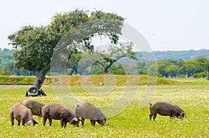 Iberian pigs in the meadow of Extremadura.