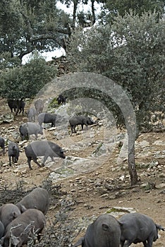 Iberian pigs in the pasture.