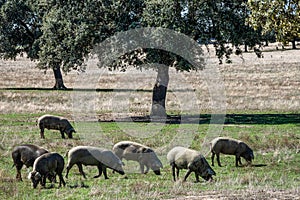 Iberian pigs, Pata Negra grazing in Extremadura landscape near Trujillo in Spain