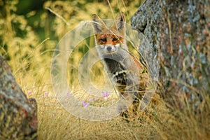Iberian red fox (Spanish fox)