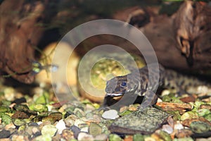 Iberian ribbed newt photo