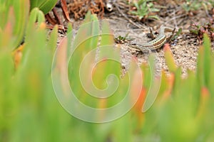 Iberian rock lizard photo