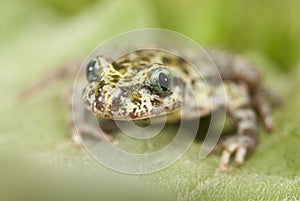 Iberian speckled sapillo Pelodytes ibericus, photo