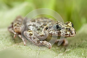 Iberian speckled sapillo Pelodytes ibericus, amphibian photo