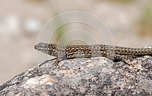 Iberian wall lizard, Podarcis hispanica