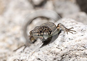 Iberian wall lizard, Podarcis hispanica