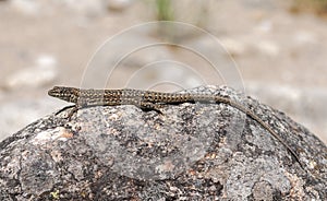 Iberian wall lizard, Podarcis hispanica photo