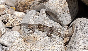 Iberian wall lizard, Podarcis hispanica photo