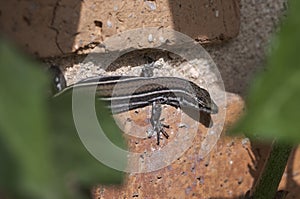Iberian wall lizard, Podarcis hispanicus