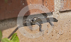 Iberian wall lizard, Podarcis hispanicus