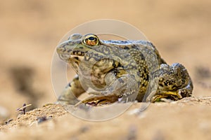 Iberian water frog