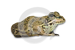 Iberian waterfrog or Pelophylax perezi photo
