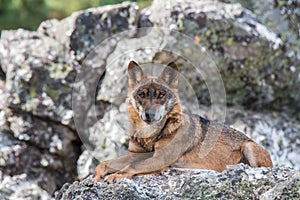 The Iberian wolf