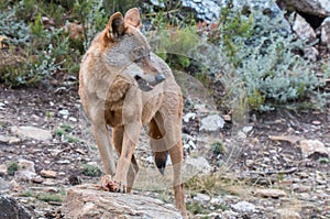 The Iberian wolf