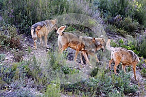 Iberian wolf