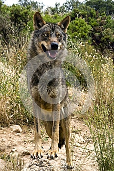 Iberian wolf photo