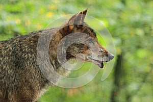 Iberian wolf photo