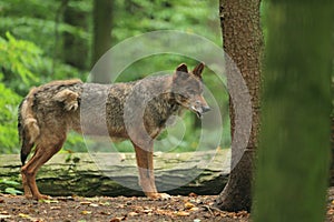 Iberian wolf photo