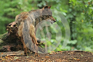 Iberian wolf photo