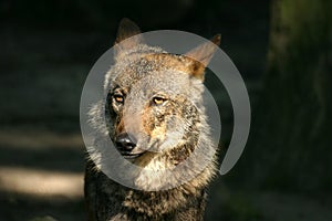 Iberian wolf