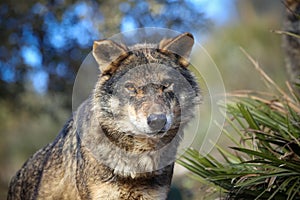 Iberian wolf