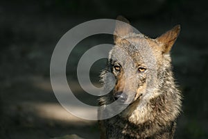 Iberian Wolf