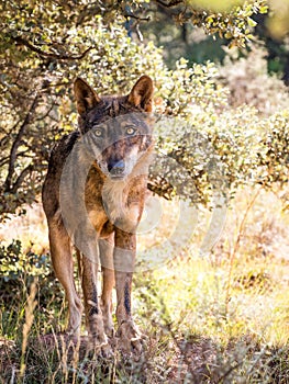 Iberian wolf with beautiful eyes in autumn