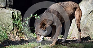 The Iberian wolf Canis lupus signatus