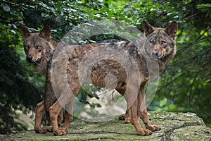 Iberian wolf (Canis lupus signatus).