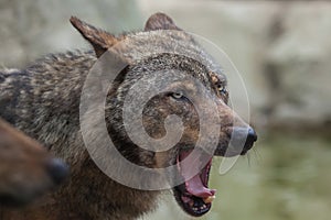 Iberian wolf (Canis lupus signatus).