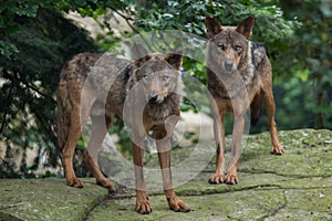 Iberian wolf (Canis lupus signatus).