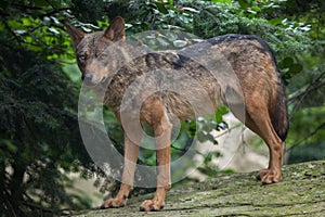 Iberian wolf (Canis lupus signatus).