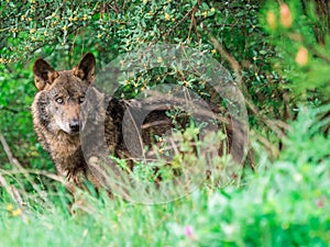 Iberian wolf Canis lupus signatus in the bushes