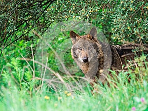 Iberian wolf Canis lupus signatus in the bushes