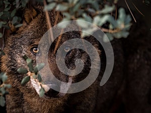 Iberian Wolf Canis lupus signatus hidden in the bush