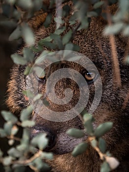 Iberian Wolf Canis lupus signatus hidden in the bush