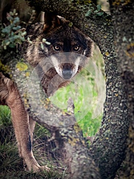 Iberian Wolf Canis lupus signatus staring in the forest photo