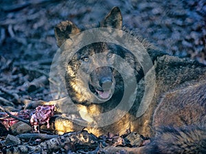 Iberian wolf, Canis lupus signatus, lies at prey