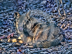 Iberian wolf, Canis lupus signatus, lies at prey