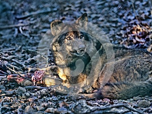 Iberian wolf, Canis lupus signatus, lies at prey